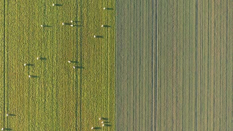 Top-down-drone-shot-of-sheeps-grazing-in-a-grass-field