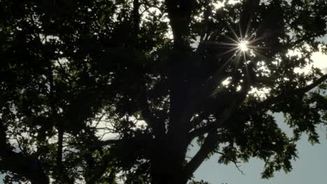 Sun-shines-through-branches-of-an-oak-tree