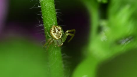 Closeup-footage-of-a-crab-spider-in-a-geranium-plant-stem