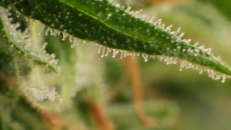 Nahaufnahme-Einer-Cannabispflanze-Mit-THC-CBD-Harztropfen