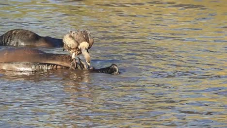 Graphic:-Vulture-pulls-at-the-eye-of-dead-bloated-Wildebeest-in-river