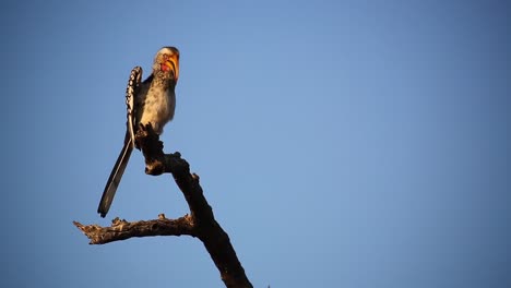 Yellow-Billed-Hornbill-bird-perched-on-evening-branch-flips-its-wings