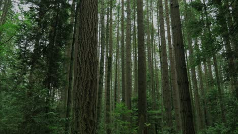 Vancouver-British-Columbia-forest