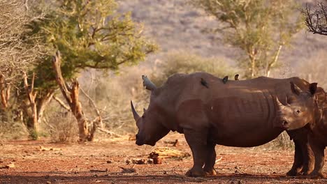 El-Rinoceronte-Blanco-Con-Oxpeckers-Se-Une-A-Su-Descendencia-En-Luz-Dorada
