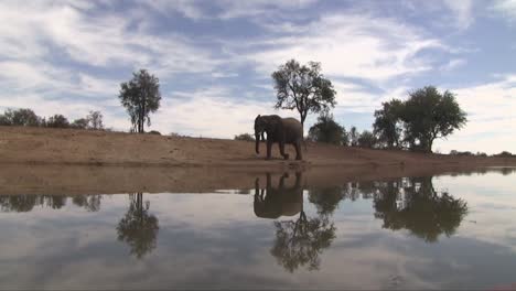 Low-angle-view-of-elephants-and-sky-reflected-in-their-watering-hole