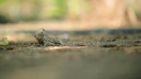 Hungry-Sparrow,-Small-bird-catching-stem-corn
