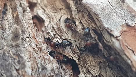 Rote-Ameisen-Bewegen-Sich-Auf-Baumrinde
