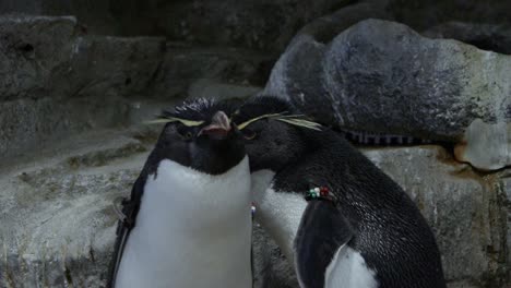 Pareja-De-Pingüinos-Macaroni-Acicalándose-Mutuamente