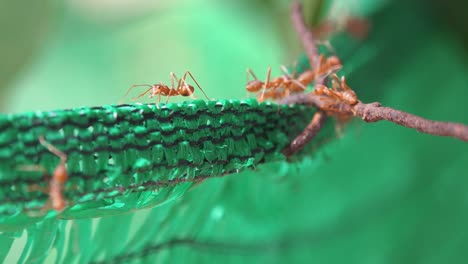 Primer-Plano-De-Grandes-Hormigas-Tejedoras-Rojas-Explorando-Algunas-Redes-De-Plástico-Verde