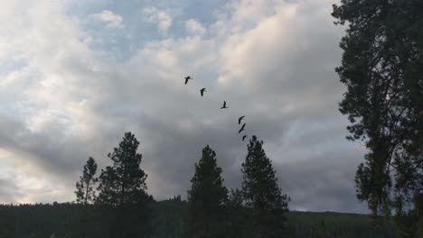 A-flock-of-Canadian-geese-flying-over-a-grass-field-with-pine-trees-during-a-morning-sunrise