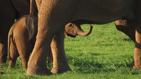 Adorable-baby-African-elephant-sniffs-its-mother's-tummy-with-trunk-in-Addo-Elephant-Park,-close-up