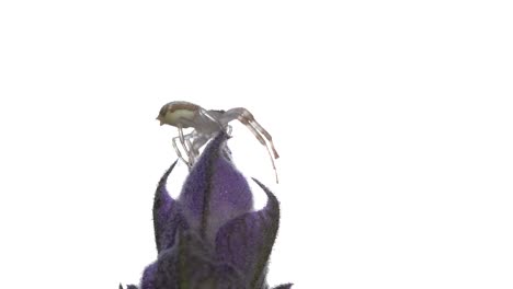 Eine-Kleine-Thomisidae-Spinne,-Die-Sich-Auf-Einer-Lavendelblüte-Bewegt,-Weißer-Hintergrund---Extreme-Nahaufnahme