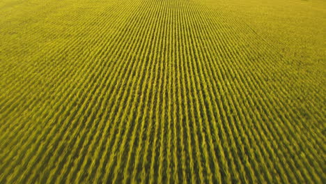 Flying-over-a-large-corn-field-in-the-early-morning-sunlight