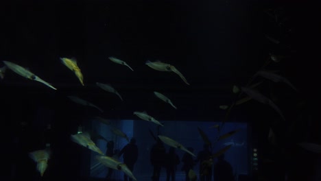 Pfeil-Tintenfisch-Schwimmt-Im-Dunklen-Hintergrund
