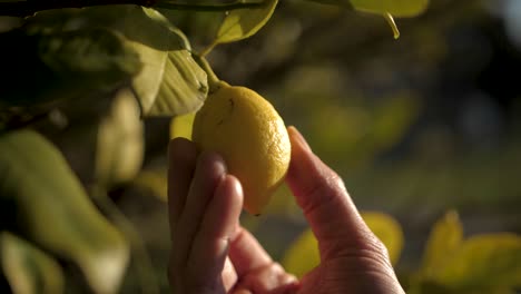 Hand-inspecting-a-yellow-lemon-fruit-hanging-from-a-tree