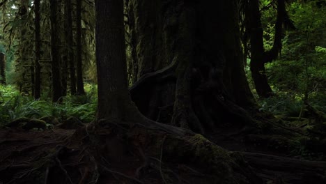 Slow-pan-left-to-right-of-gnarled-moss-covered-tree-trunks-in-the-rain-forest,-slow-motion