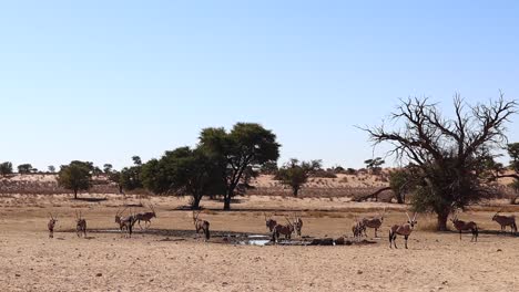 Eine-Gruppe-Oryx-Antilopen-Versammelt-Sich-Am-Wasserloch-Der-Kalahari-Wüste