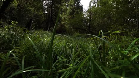 FPV-pull-through-high-grass-to-reveal-fern-and-moss-covered-trees-in-the-rain-forest