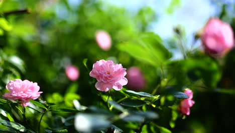 Rose-Im-Wind-In-Einem-Garten