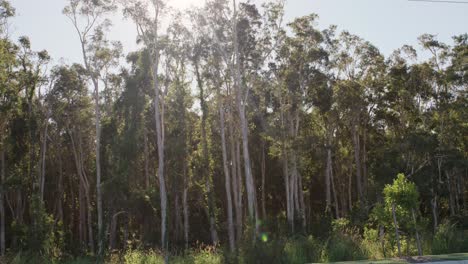 Papierrindenbäume---Statische-Aufnahme---Melaleuca-Quinquenervia