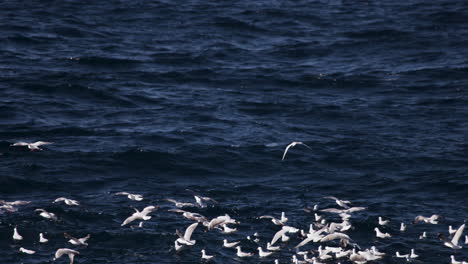 A-flock-of-sea-gulls-flying-close-to-a-washy-ocean-looking-for-a-place-to-land