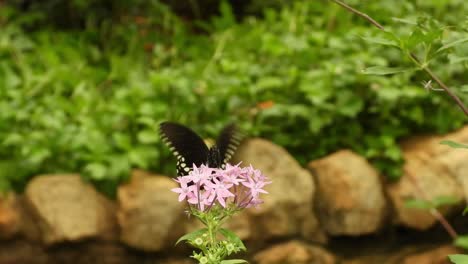 Schwarzer-Schmetterling-Auf-Der-Blume