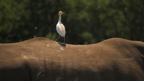 Cattle-Egret-surfs-on-back-of-Southern-White-Rhino