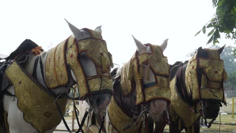 Three-Horses-Standing-Together-For-Durbar