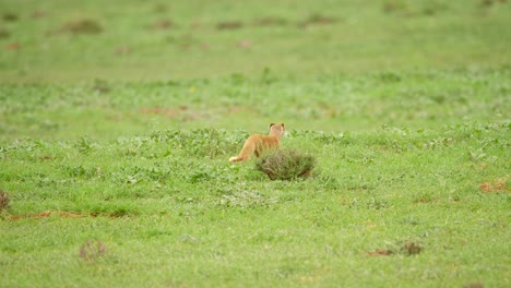 Yellow-Mongoose-walks-alone-and-stops-in-green-grassy-field,-Addo-Park,-South-Africa