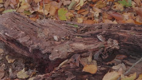 Close-up-of-decaying-tree,-Wissahickon-Creek