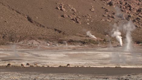Vicuñas,-alpacas,-llamas-in-geothermal-geisers-on-El-Tatio-atacama-desert