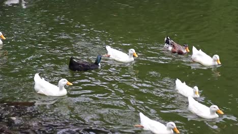 Duck-swimming-on-a-lake