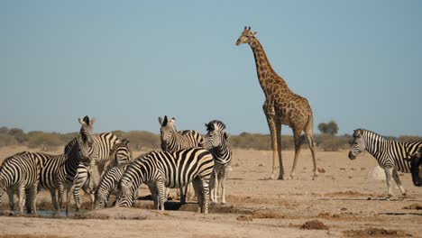 Zebra-herd-and-wildebeest-drinking-water-with-giraffe-in-background,-Africa