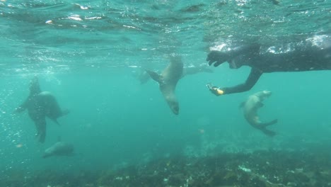 Woman-in-wetsuit-snorkeling-with-sea-lions,-making-video-with-a-GoPro