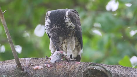 Águila-Pescadora-Africana-Juvenil-Alimentándose-De-Peces-En-El-Lago-Naivasha-Kenia