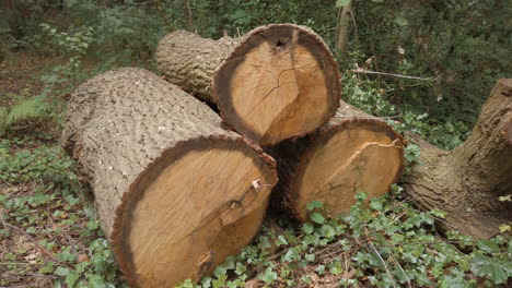 Pile-of-logs-left-from-a-tree-in-the-forest-that-has-been-cut-down