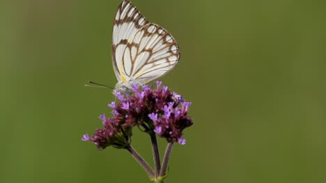 Brown-veined-white-butterfly-on-pink-flower-buds