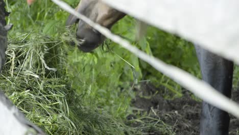 Close-up-view-of-the-horses-mouth-eating-from-a-pile-of-green-grass