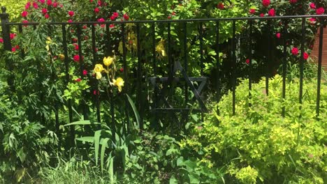 Star-of-David-on-fence-surrounded-by-flower-bushes