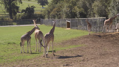 Wide-open-shots-of-a-group-of-Giraffes-as-they-roam-around-their-enclosure-at-a-wildlife-park