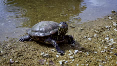 Close-up-footage-of-a-turtle-in-front-of-a-pond