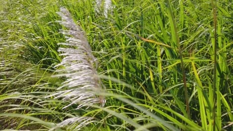 Eine-Nahaufnahme-In-Zeitlupe-Von-Zuckerrohrpflanzen,-Die-Sich-Im-Wind-Bewegen