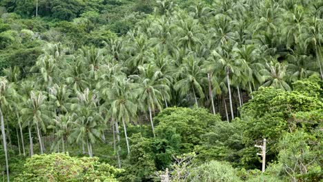 Viele-Kokospalmen-An-Den-Ausläufern-In-Strandnähe-In-Phuket,-Thailand