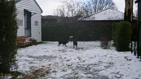 Zwei-Schwarze-Hunde-Rennen-Im-Schnee,-Um-Einen-Ball-Zu-Holen