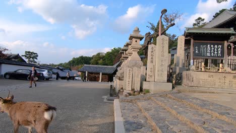 Iconic-Nara-deer-walks-downstairs-towards-tourists-in-Nara-park