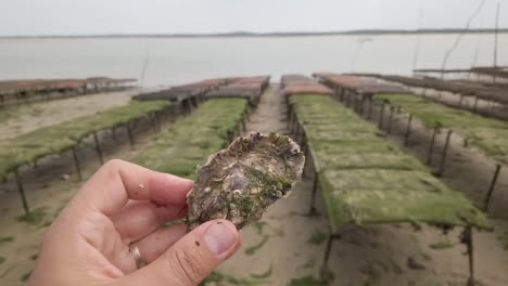 POV,-hand-who-holds-an-oyster-and-crosses-while-walking-through-aquaculture-farm-facilities