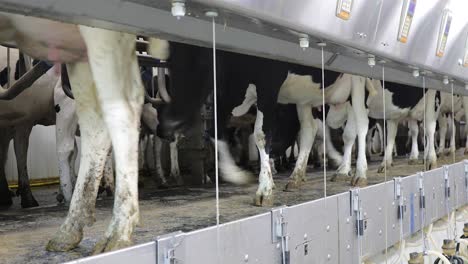 Kühe-Bringen-Sich-In-Einem-Milchviehbetrieb-In-Position,-Um-Gemolken-Zu-Werden