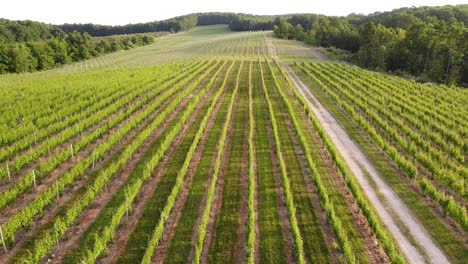 Rows-Of-Green-Vineyards-In-Leelanau-County,-Traverse-City,-Michigan-At-Daytime