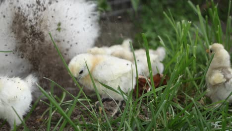 bunch-of-small-chicks,-baby-chickens-playing-around-in-the-mud,-mother-kicking-dirt-air