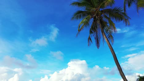 Palm-trees-with-green-leaves-on-bright-blue-sky-background-with-white-clouds-in-Fiji-islands,-copy-space-of-tropical-heaven-paradise